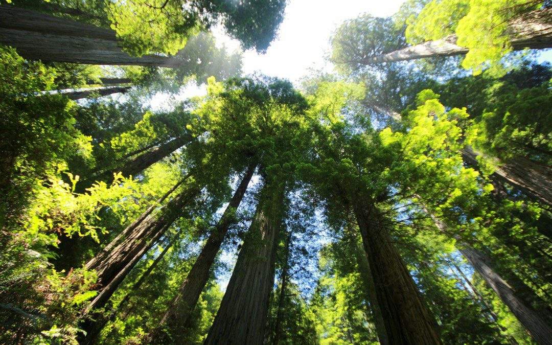 What Redwoods Teach us about Community